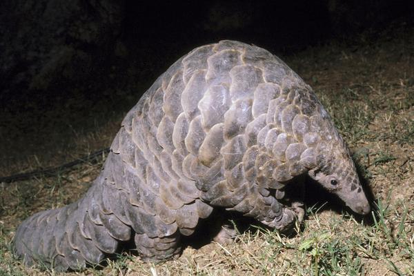 2018養穿山甲賺錢嗎?穿山甲養殖的利潤與投資成本及前景預測