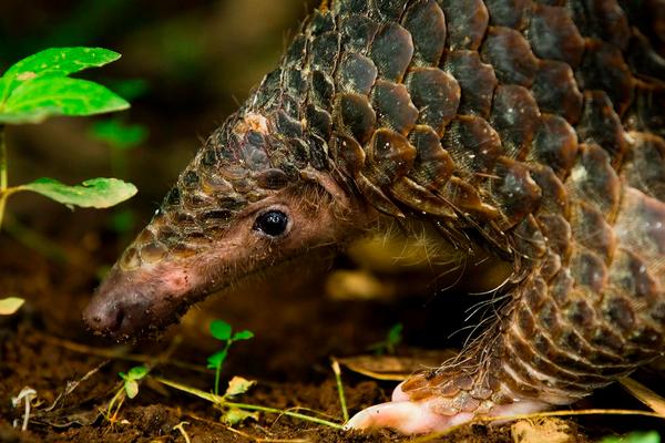 2018養穿山甲賺錢嗎?穿山甲養殖的利潤與投資成本及前景預測
