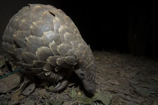 2018養穿山甲賺錢嗎?穿山甲養殖的利潤與投資成本及前景預測