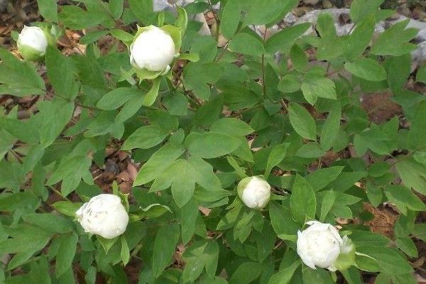 種白芍每畝收入近萬元