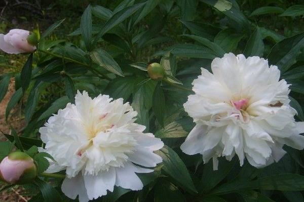 種白芍每畝收入近萬元