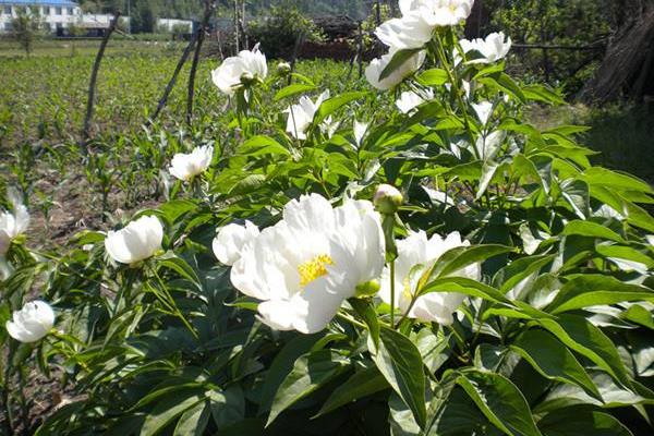 種白芍每畝收入近萬元