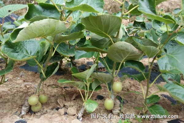 獼猴桃苗什么時候種植