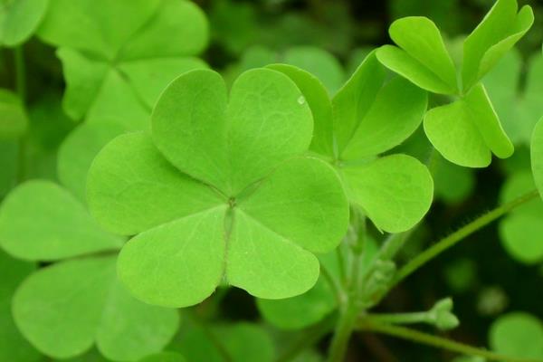 白三葉的栽培和管理要點(diǎn)