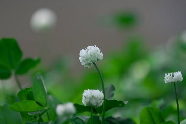 白三葉的栽培和管理要點(diǎn)