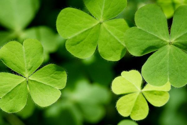 白三葉的栽培和管理要點(diǎn)