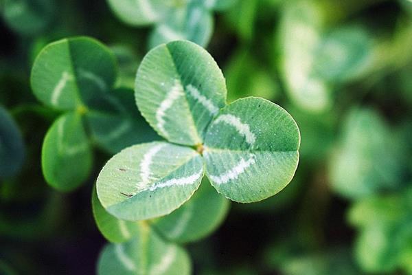 白三葉的栽培和管理要點(diǎn)