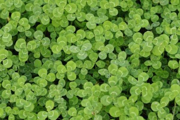 白三葉的栽培和管理要點(diǎn)