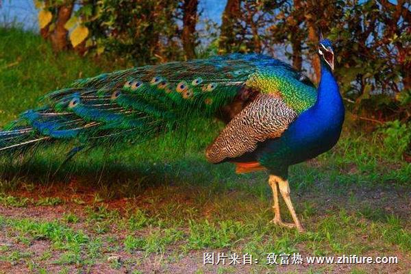 北方適合養(yǎng)孔雀嗎