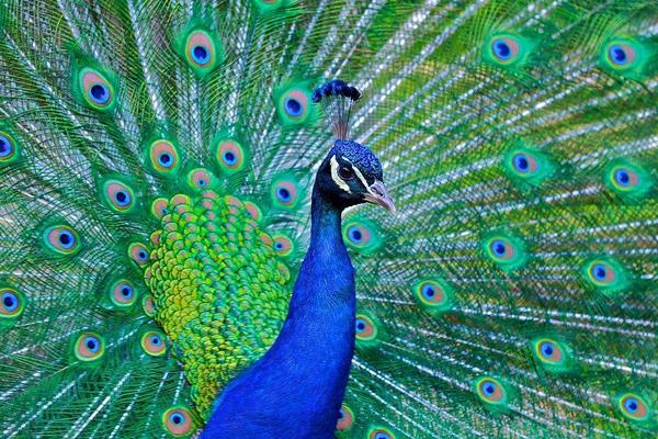 北方適合養孔雀嗎