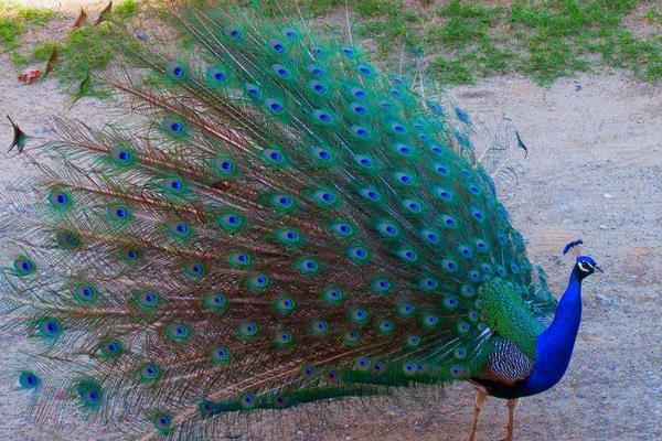 北方適合養孔雀嗎