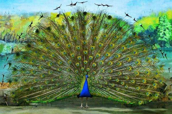 北方適合養孔雀嗎