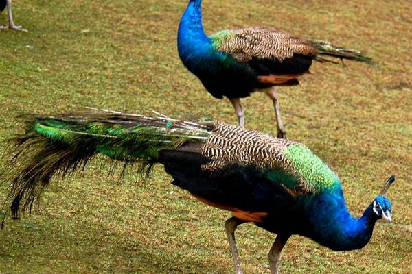 北方適合養孔雀嗎