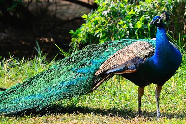 北方適合養孔雀嗎