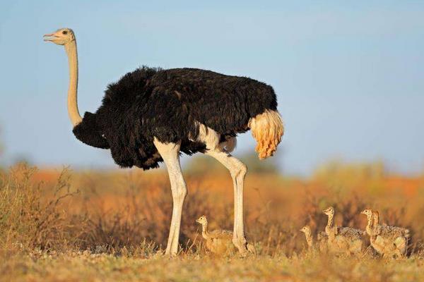 養鴕鳥能賺錢嗎？一只凈利潤2000元