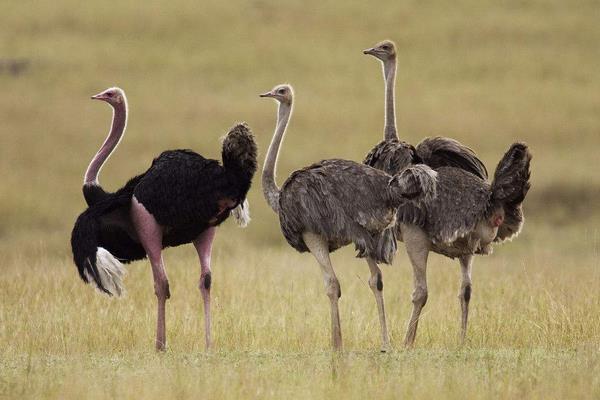 養鴕鳥能賺錢嗎？一只凈利潤2000元