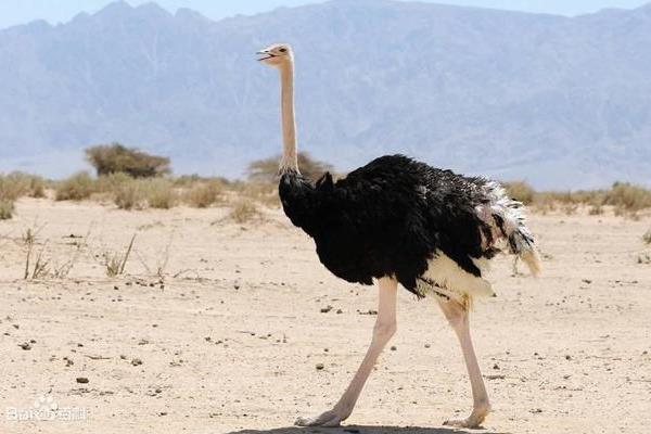 養鴕鳥能賺錢嗎？一只凈利潤2000元