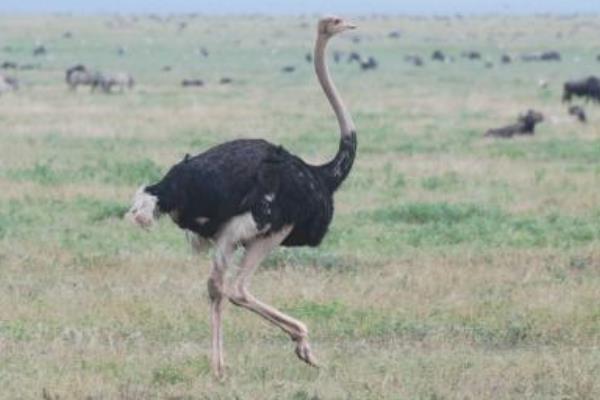 養鴕鳥能賺錢嗎？一只凈利潤2000元