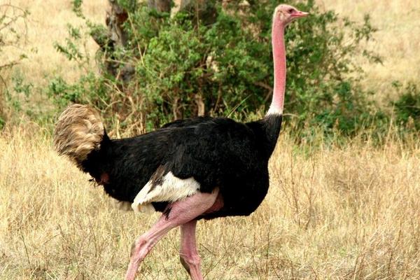 養鴕鳥能賺錢嗎？一只凈利潤2000元