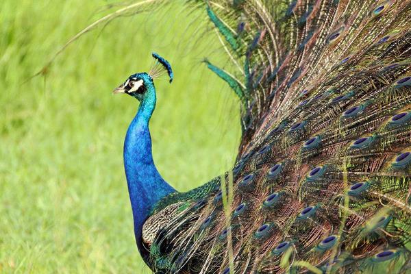 養(yǎng)100只孔雀能賺多少錢？養(yǎng)孔雀的成本和利潤(rùn) 