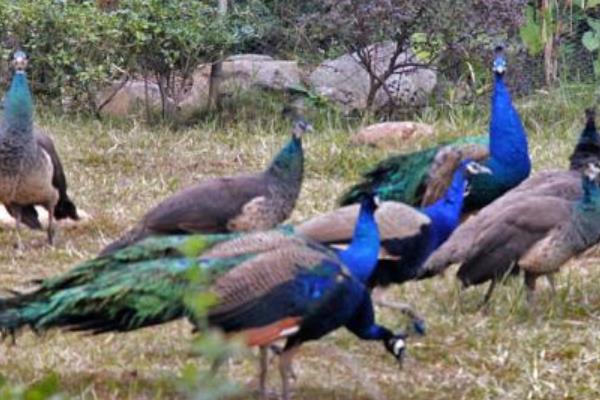 養(yǎng)100只孔雀能賺多少錢？養(yǎng)孔雀的成本和利潤(rùn) 