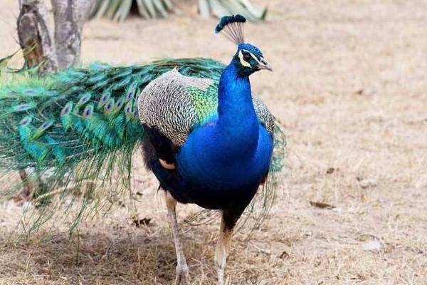 養(yǎng)100只孔雀能賺多少錢？養(yǎng)孔雀的成本和利潤(rùn) 