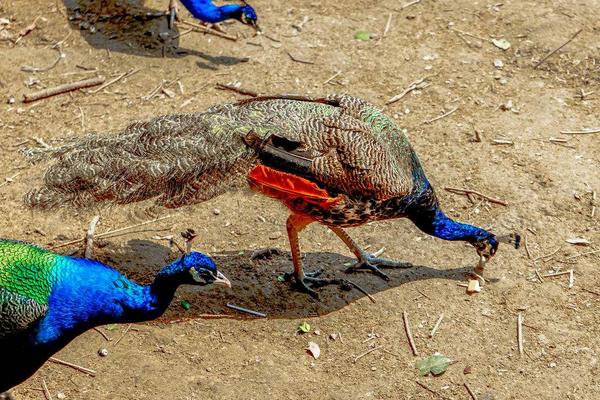 養(yǎng)100只孔雀能賺多少錢？養(yǎng)孔雀的成本和利潤(rùn) 