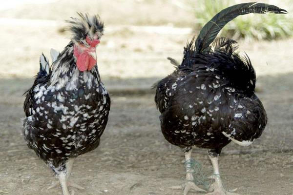 貴妃雞不能用養土雞的方法來養