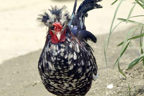 貴妃雞不能用養土雞的方法來養