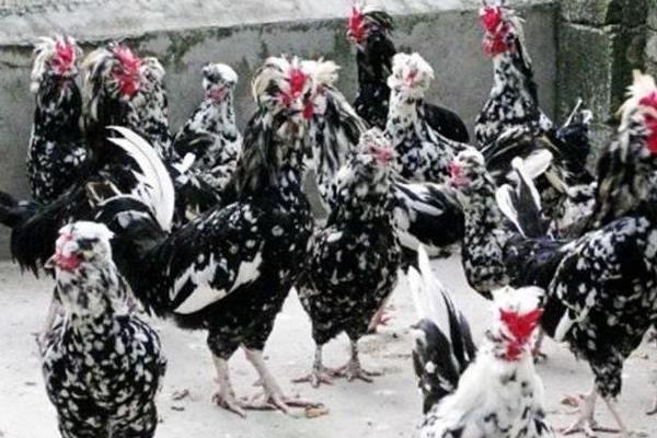 貴妃雞不能用養土雞的方法來養
