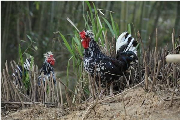 貴妃雞不能用養土雞的方法來養