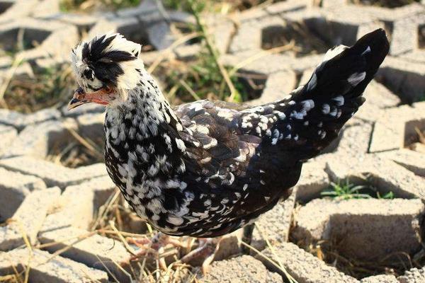 貴妃雞不能用養土雞的方法來養