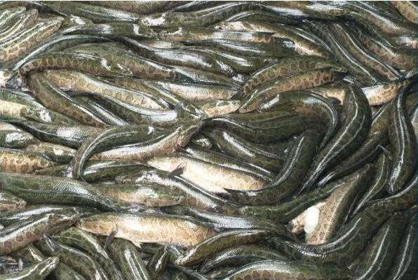 利用池塘單養黑魚的技術