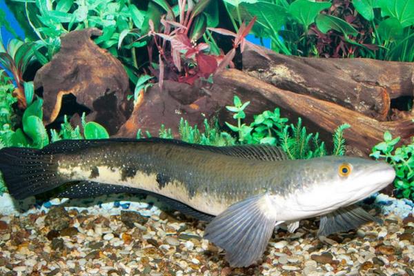 利用池塘單養黑魚的技術