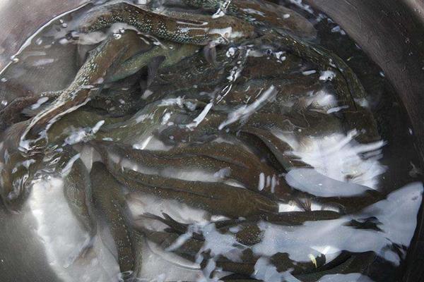 利用池塘單養黑魚的技術