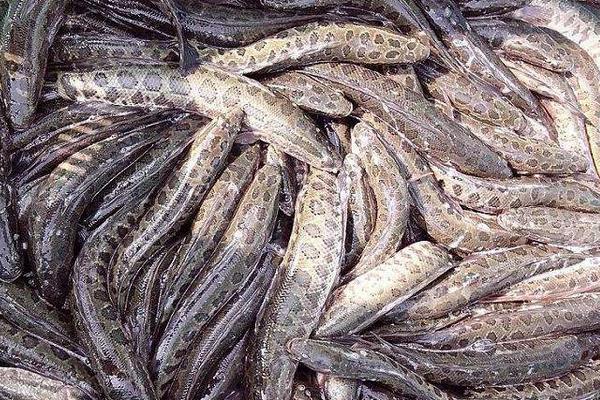 利用池塘單養黑魚的技術