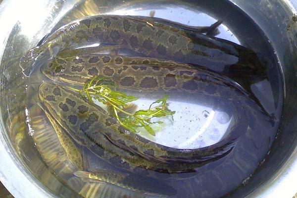 利用池塘單養黑魚的技術