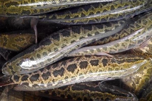 利用池塘單養黑魚的技術