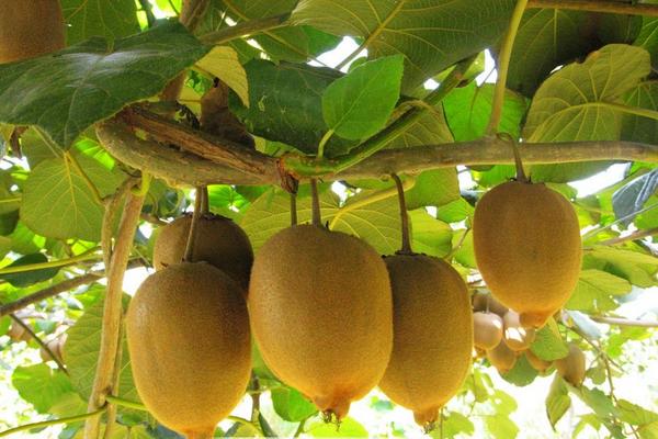 獼猴桃什么季節成熟