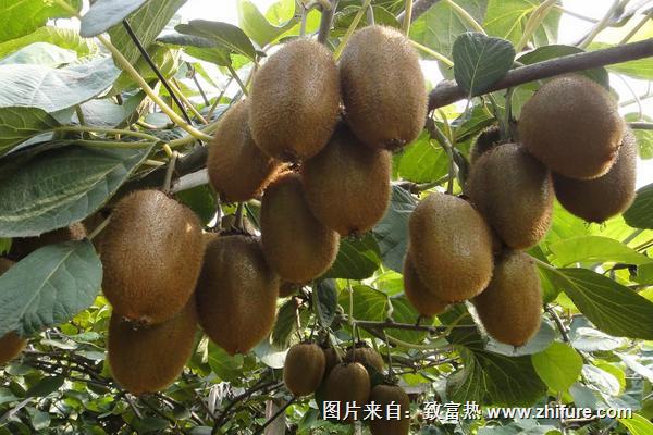 獼猴桃什么季節成熟