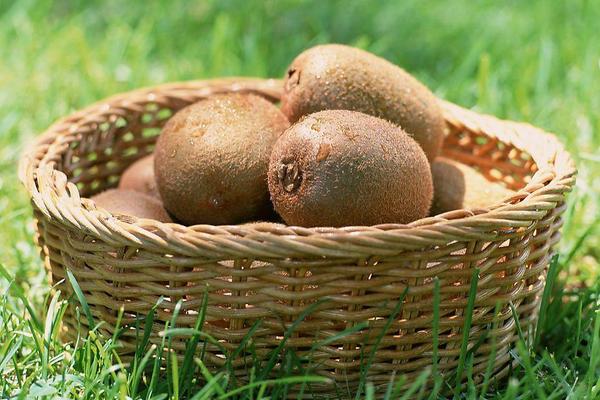 獼猴桃什么季節成熟