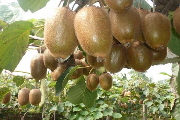 獼猴桃什么季節成熟