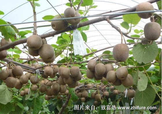 獼猴桃怎么種植