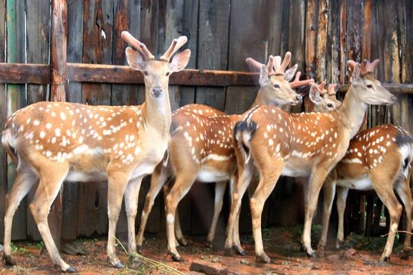 養(yǎng)鹿怎么養(yǎng)?有什么需要注意的?