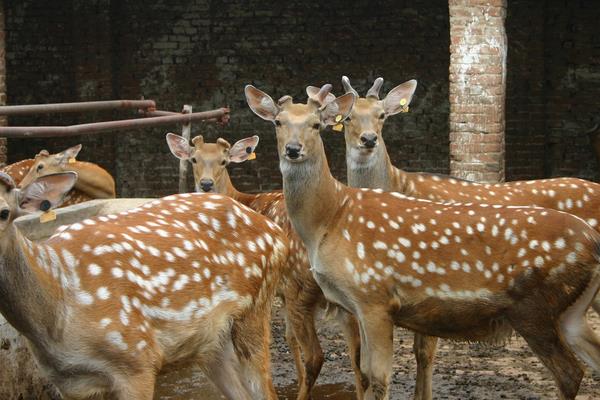 養(yǎng)鹿怎么養(yǎng)?有什么需要注意的?