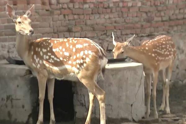 養(yǎng)鹿怎么養(yǎng)?有什么需要注意的?