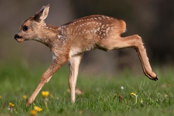 養(yǎng)鹿怎么養(yǎng)?有什么需要注意的?