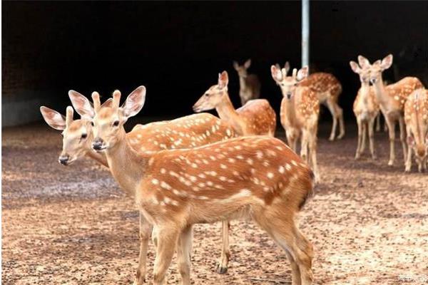 養(yǎng)鹿怎么養(yǎng)?有什么需要注意的?