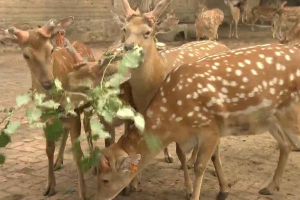 養(yǎng)鹿怎么養(yǎng)?有什么需要注意的?