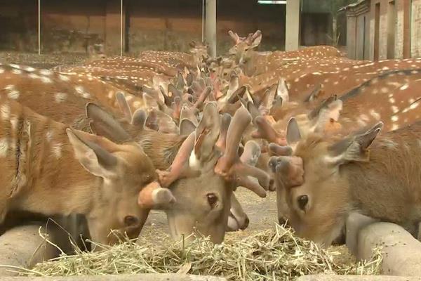 養(yǎng)鹿怎么養(yǎng)?有什么需要注意的?